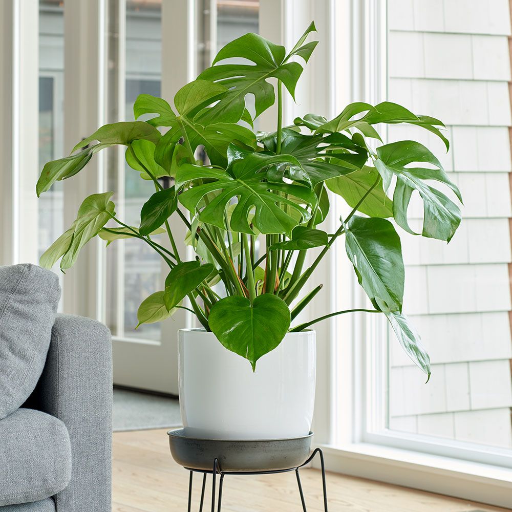 Split Leaf Philodendron Plant