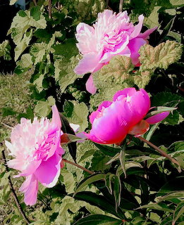 Two large pink peony flowers bloming among green leaves in a sunny garden
