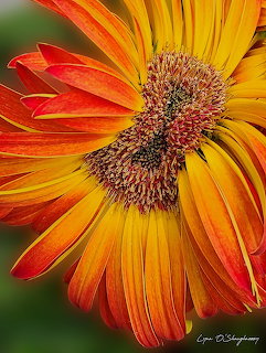 Close-up of an orange and yellow gerbera daisy with detailed petals and textured center