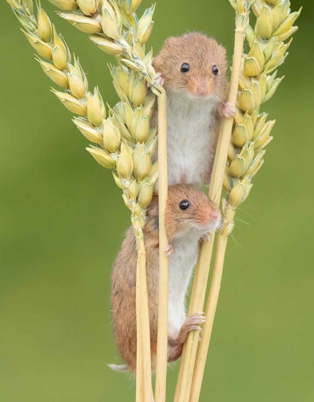 Two small harvest mice climbing on golden wheat stalks against a green background