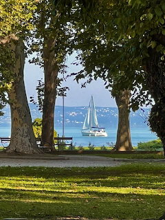 White sailboat on calm blue lake viewed through trees with green lawn in foreground