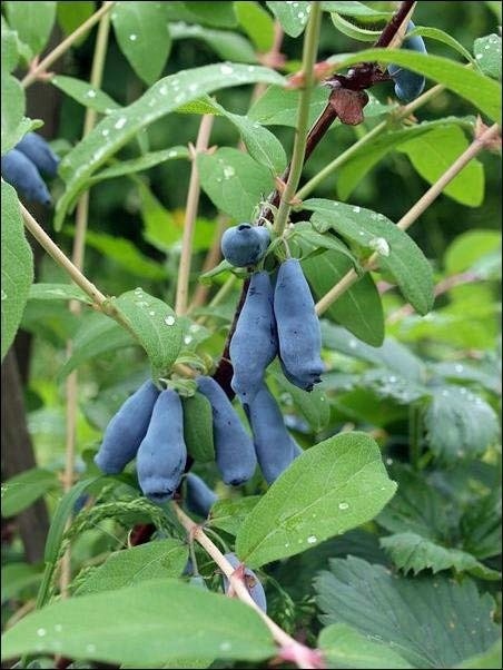 Cluster of elongated blue honeysuckle berries hanging on a branch with green dewy leaves