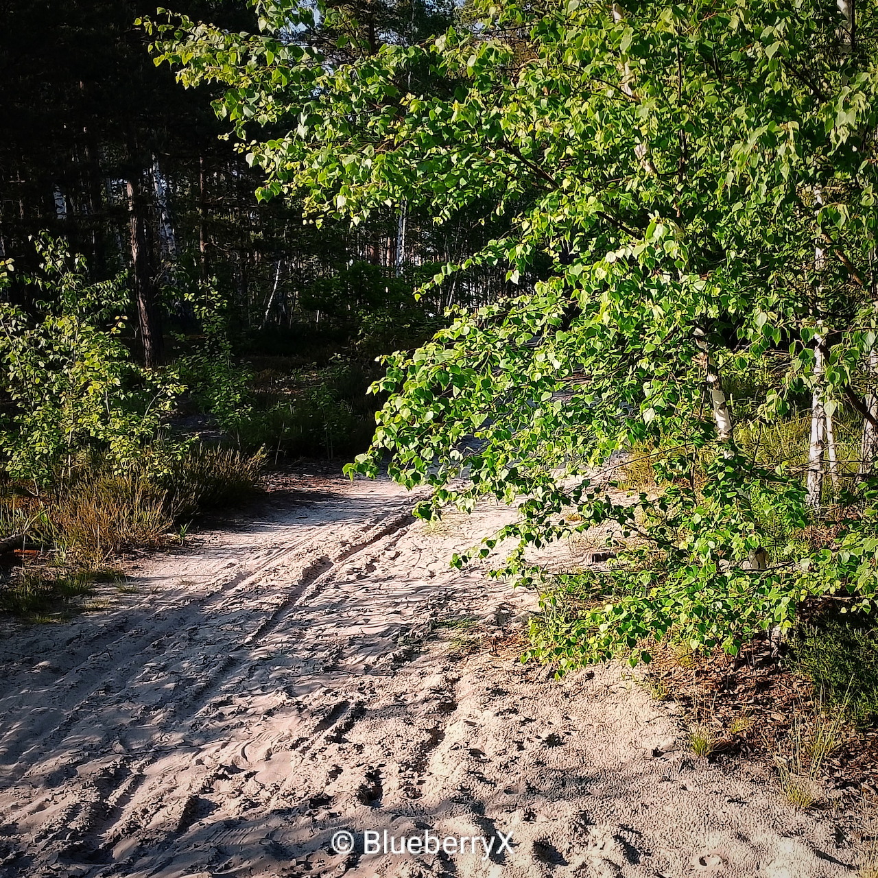Dirt path through green forest with overhanging branches and dappled sunlight