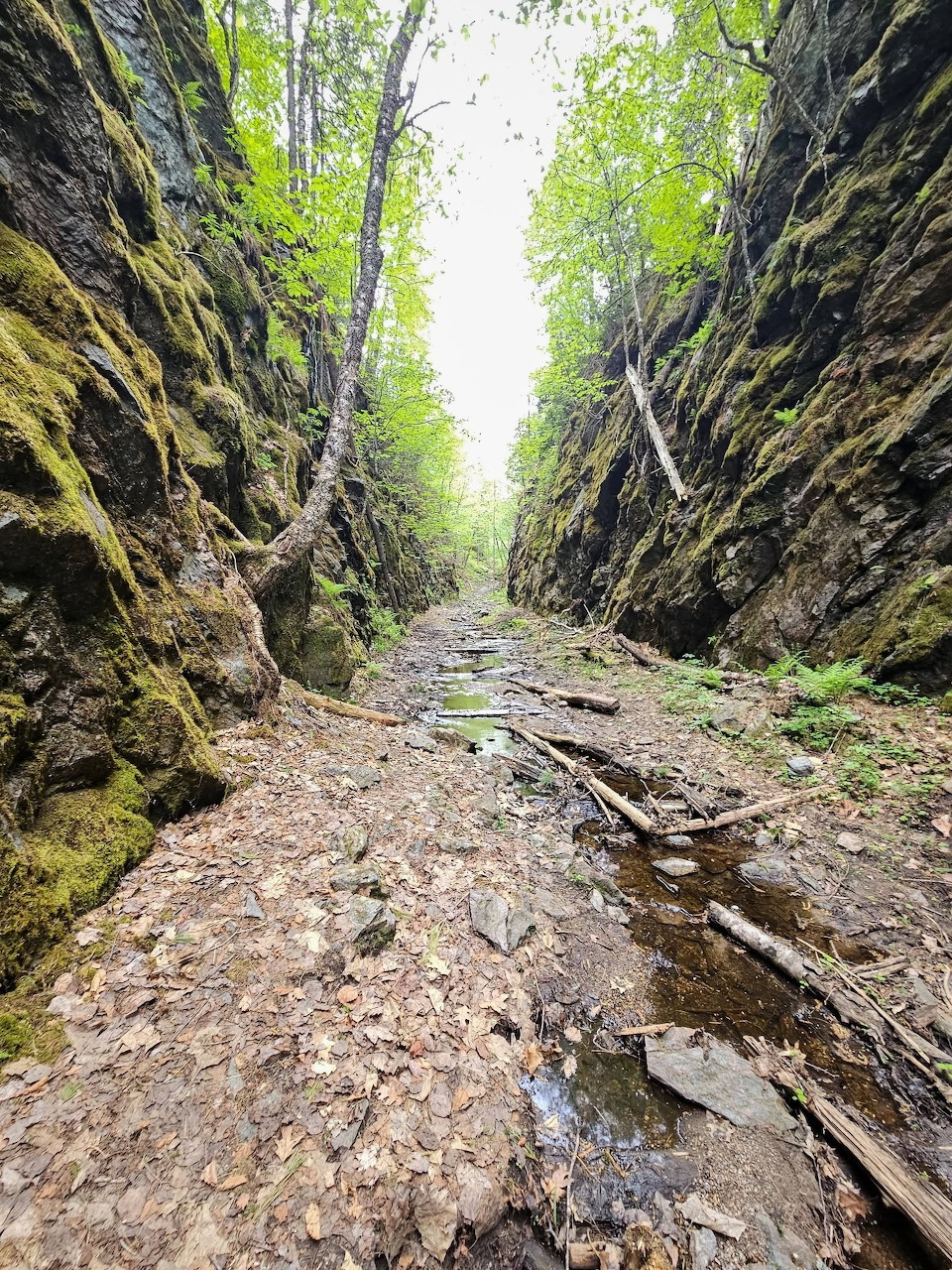 Narrow canyon passage between tall moss-covered rock walls with rocky ground and green foliage overhead