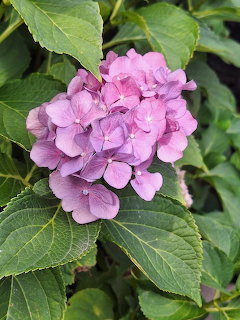 Close-up of a pink-purple hydrangea flower cluster surrounded by dark green leaves