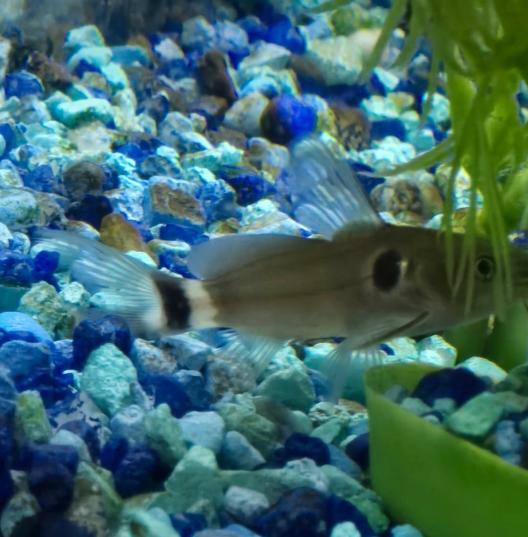 Small aquarium fish swimming above blue and white gravel near green plants