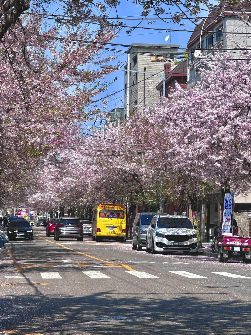 City street lined with pink cherry blossom trees in full bloom, cars and a yellow bus passing underneath