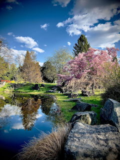 Spring park with pink cherry blossom tree reflected in a pond surrounded by green grass and rocks