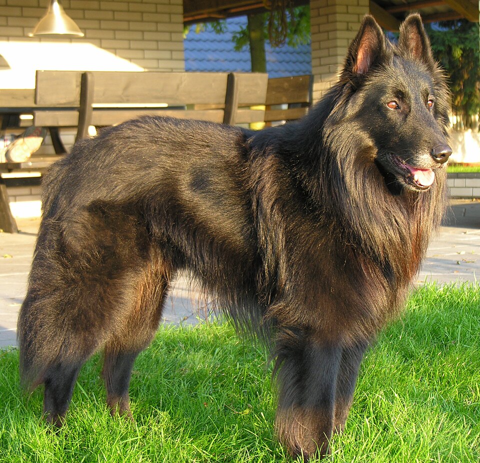 Long-haired Belgian shepherd dog standing on grass beside a patio