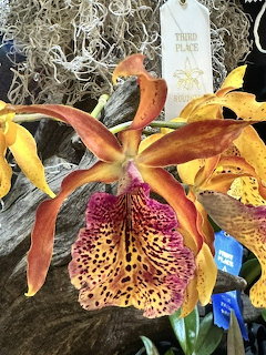 Orange and purple spotted orchid bloom with a third place award ribbon at a flower show