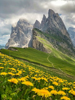 Yellow wildflowers in green meadow with jagged mountain peaks shrouded in clouds