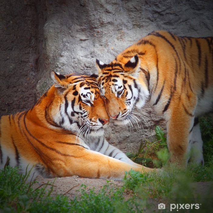 Two tigers resting together near a rocky wall