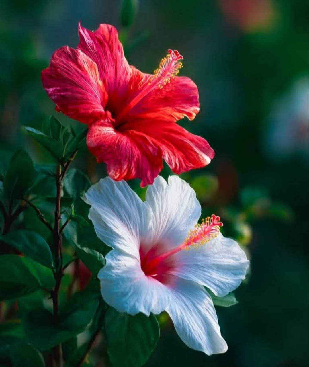 Red and white hibiscus flowers with green leaves in soft natural light
