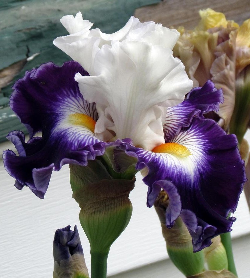 Purple and white iris flowers in bloom with green stems and buds
