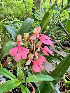 Pink orchid flowers with green leaves in garden