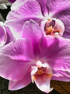 Close-up of pink and purple moth orchid flowers