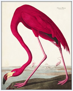 American Flamingo Illustration