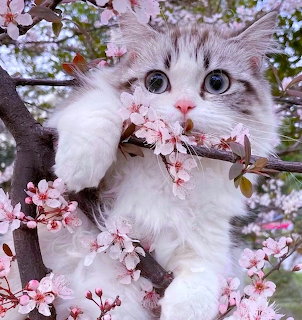 Kitten in Cherry Blossom Tree