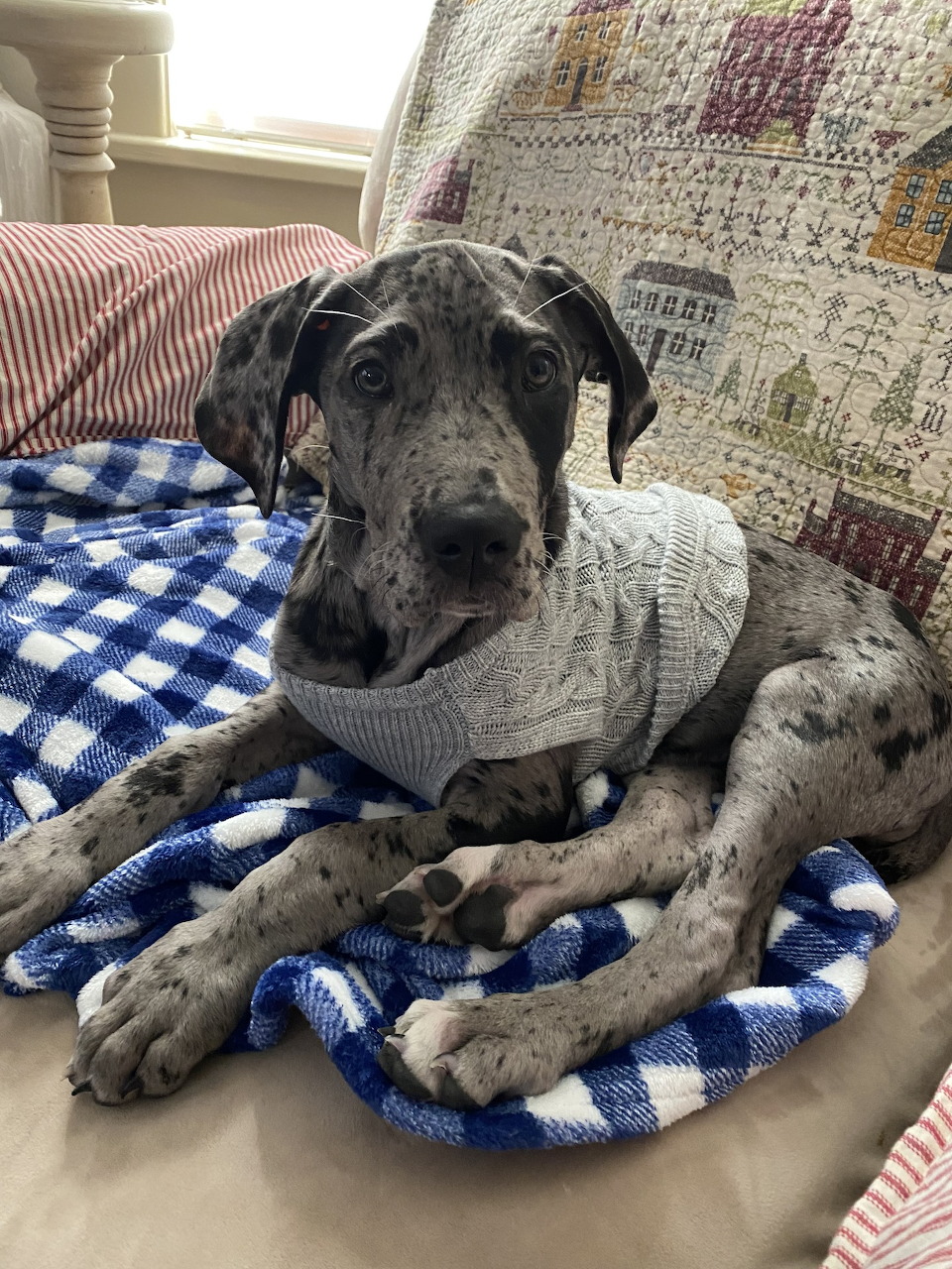 Great Dane puppy in a gray knit sweater lying on a blue checkered blanket