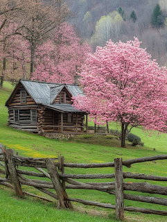 Log cabin beside blooming pink cherry trees on grassy hillside with wooden fence