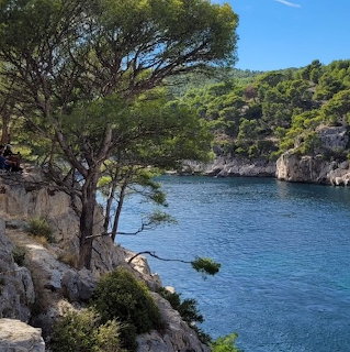 Blue calanque inlet framed by pine trees and rocky cliffs in Provence