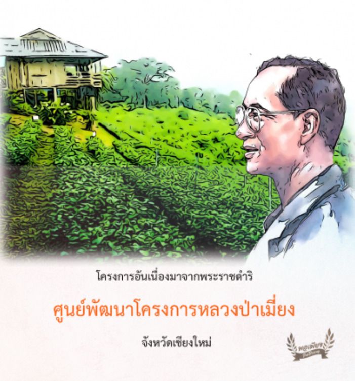 Illustrated man with green tea plantation terraces and hillside house, Thai text about Royal Pa Miang Project