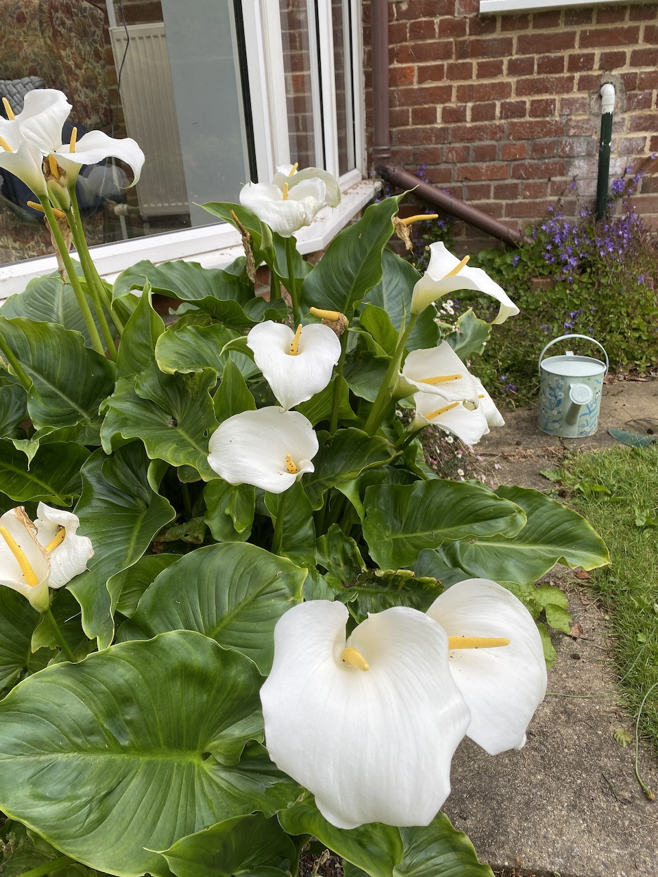 White calla lilies with large green leaves growing beside a brick house