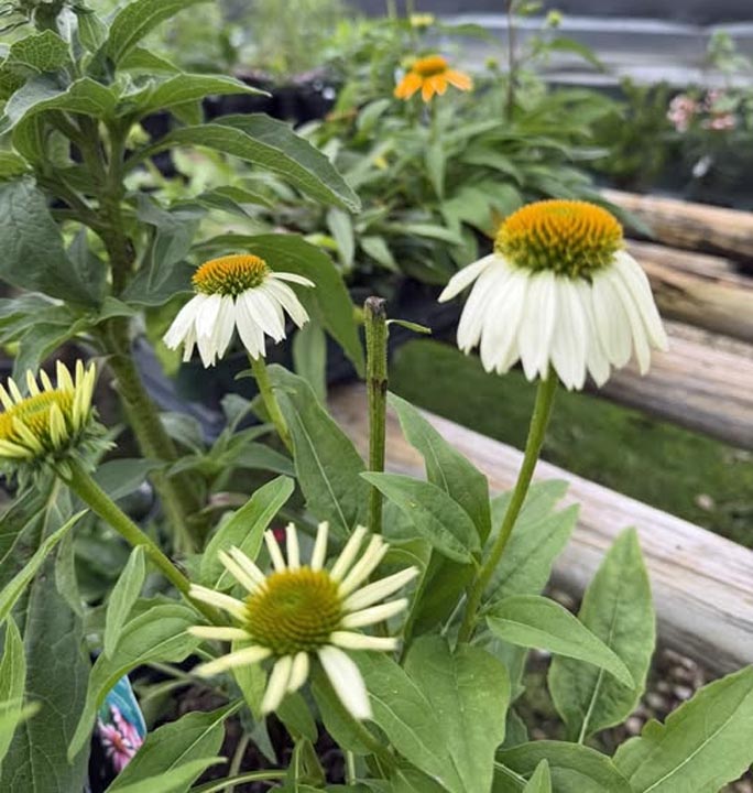 Close-up of white coneflowers with green leaves growing in a garden