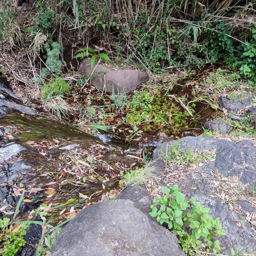 Shallow stream with rocks, leaves, and green vegetation in a wooded area