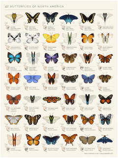 Scientific illustration chart of 42 labeled North American butterfly species with varied colors and wing patterns.