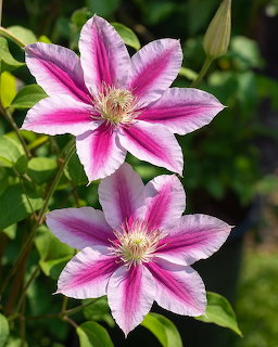 Pink Clematis Flowers