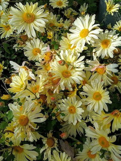Cluster of pale yellow Shasta daisy flowers with golden centers and green leaves