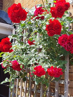 Bright red roses blooming over a wooden picket fence with lush green leaves in a garden