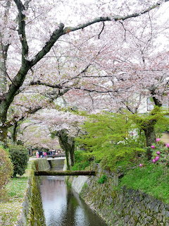 Cherry blossom trees blooming over a narrow canal in Kyoto with stone paths and pink flowers