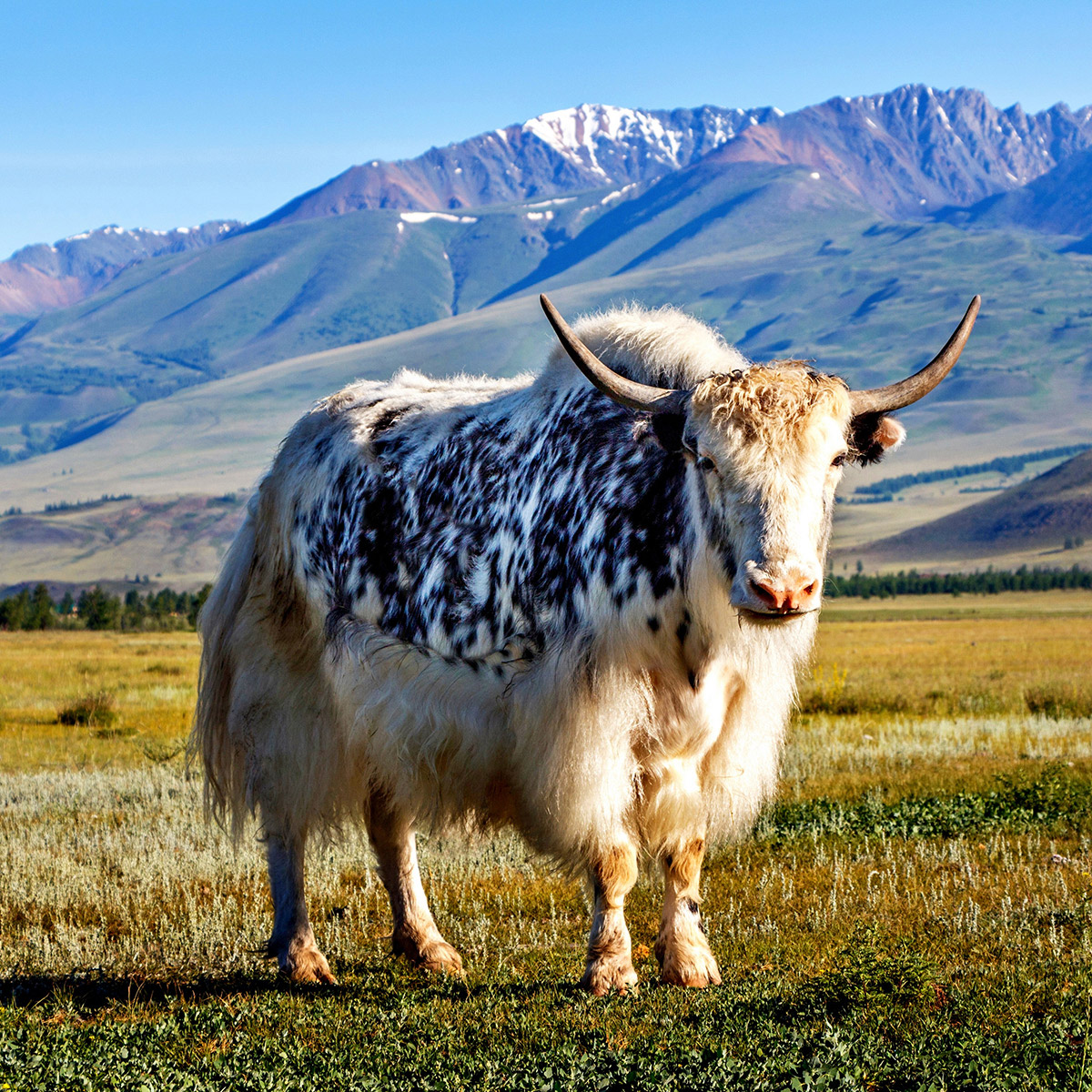 Long-haired yak with curved horns in grassland with mountain range behind
