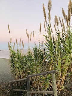 Tall beach grass against pastel sunset sky and calm ocean water