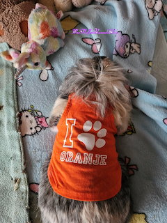 Dog in Orange Shirt