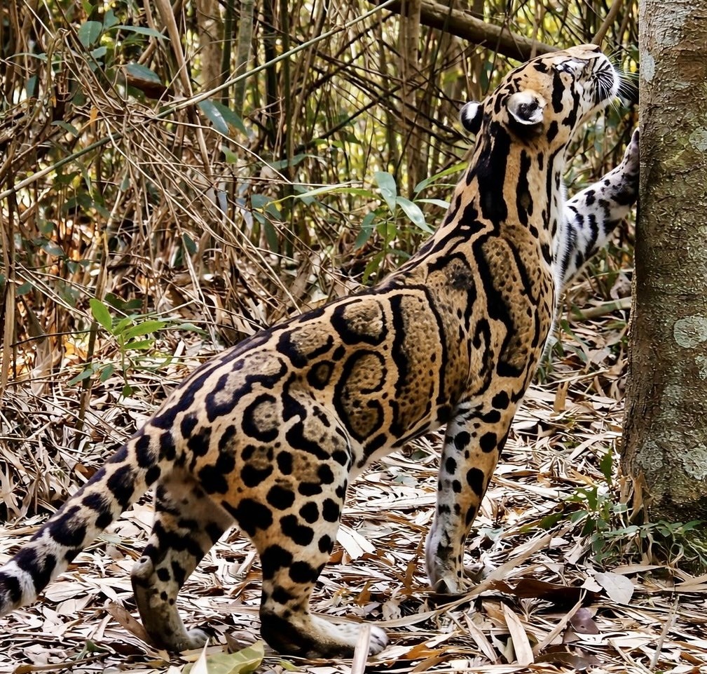 Clouded leopard standing on a leafy forest floor beside a tree