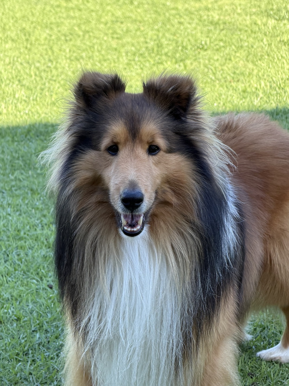 Rough Collie Dog