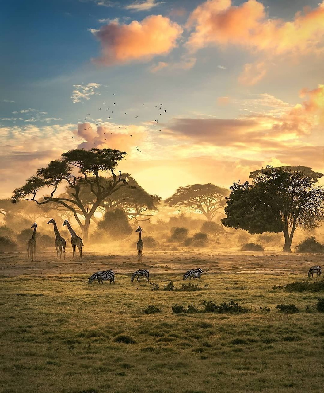 Giraffes and zebras on the African savannah at sunset with acacia trees and colorful clouds
