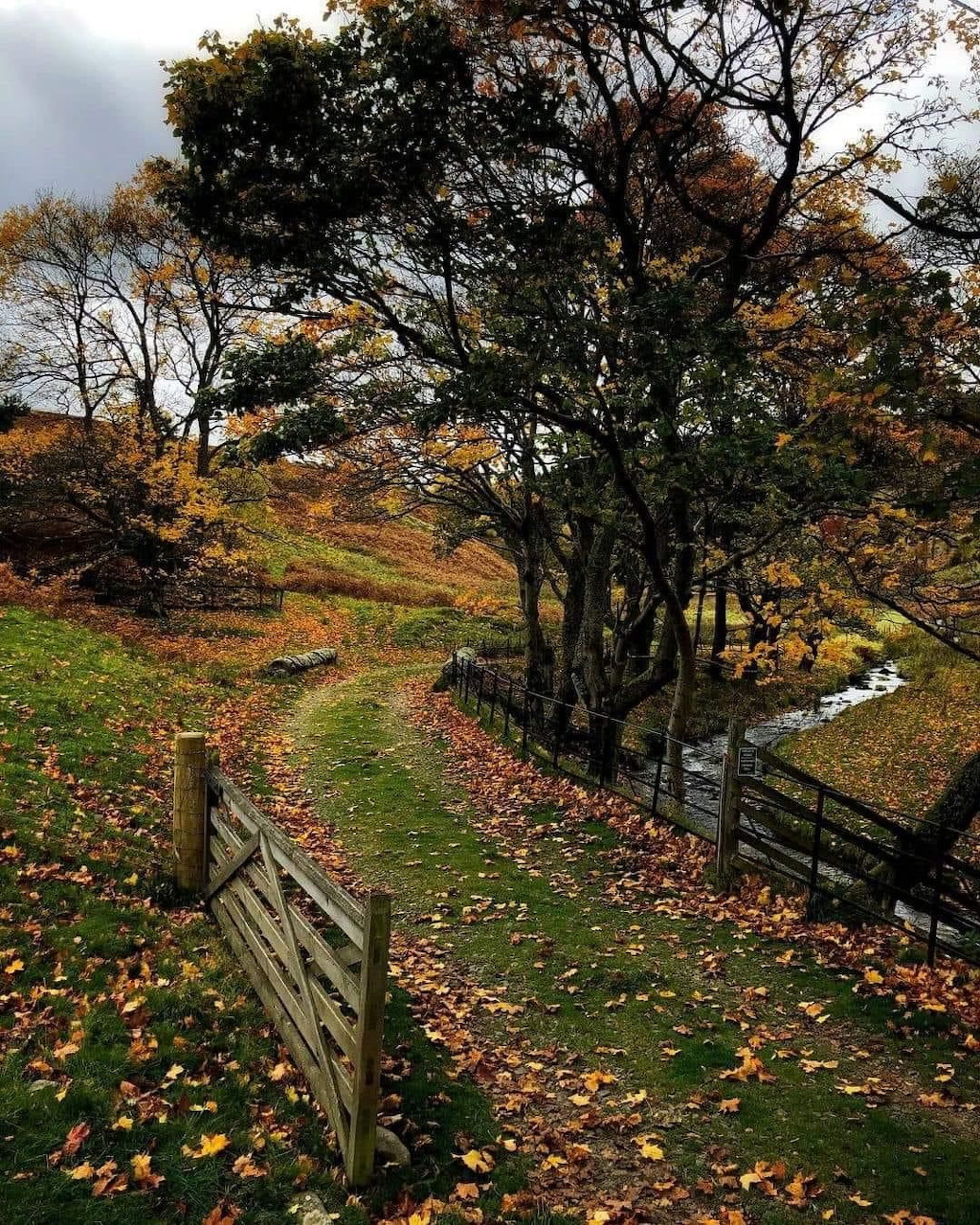 Grassy path with wooden fence through autumn countryside with colorful fallen leaves and trees