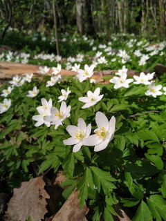 White wood anemone wildflowers carpeting a forest floor with green leaves and trees in background