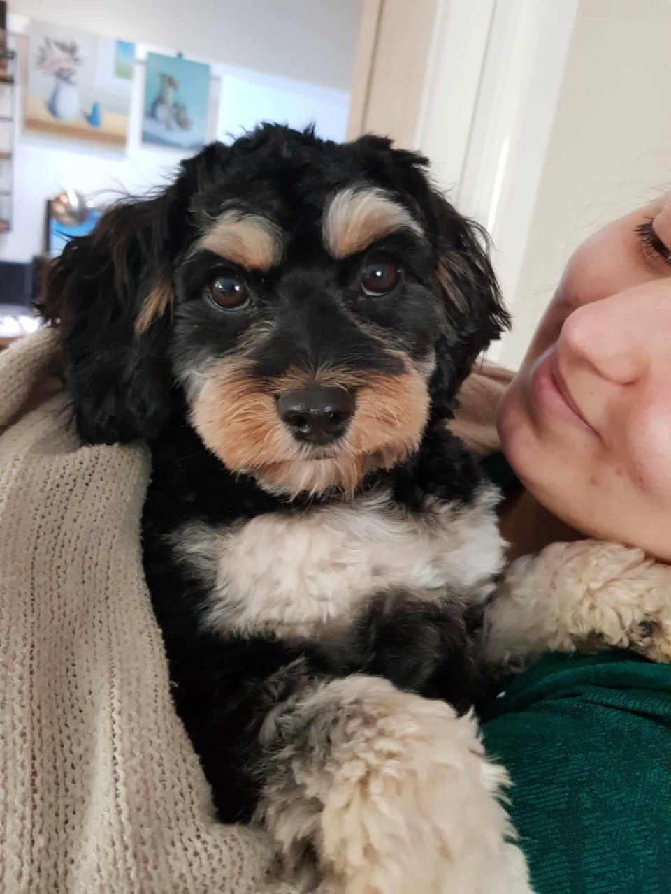 Black and tan fluffy puppy being held by person indoors