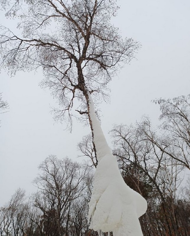 Bare birch trees with white bark stretching toward gray sky in winter