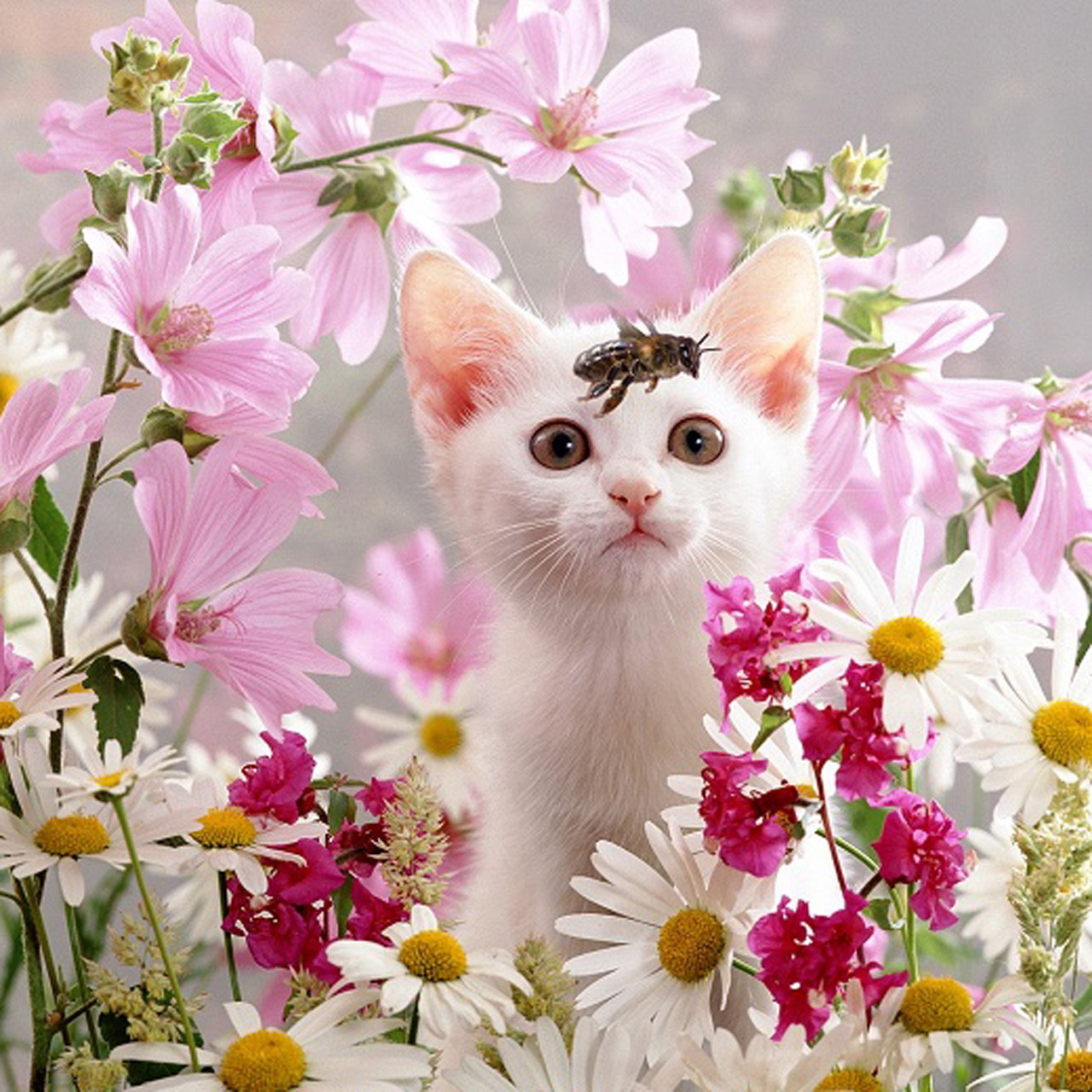 White kitten with orange ears looking up among pink and white flowers