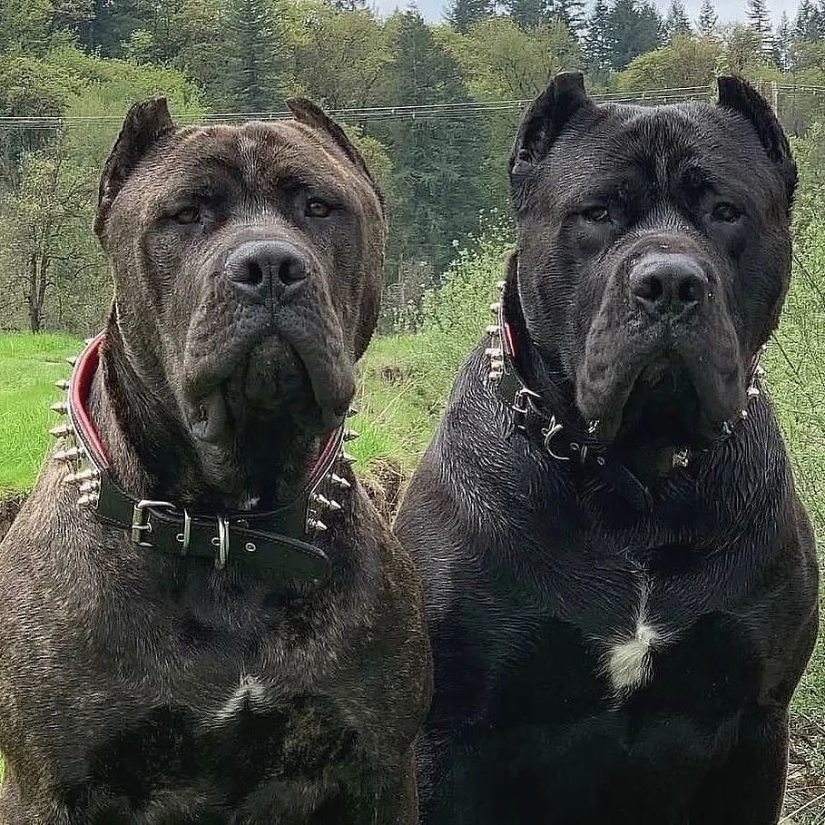 Two Cane Corso Dogs