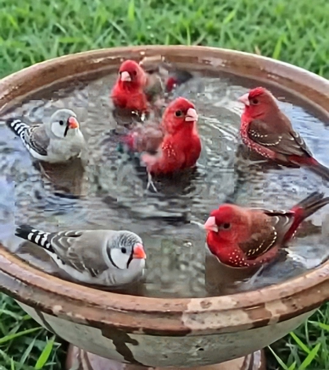 Six red and gray birds bathing together in a round birdbath on green grass