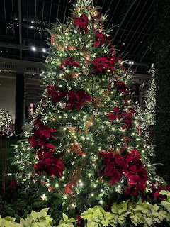 Illuminated Christmas tree decorated with red poinsettias and white lights in a glass conservatory