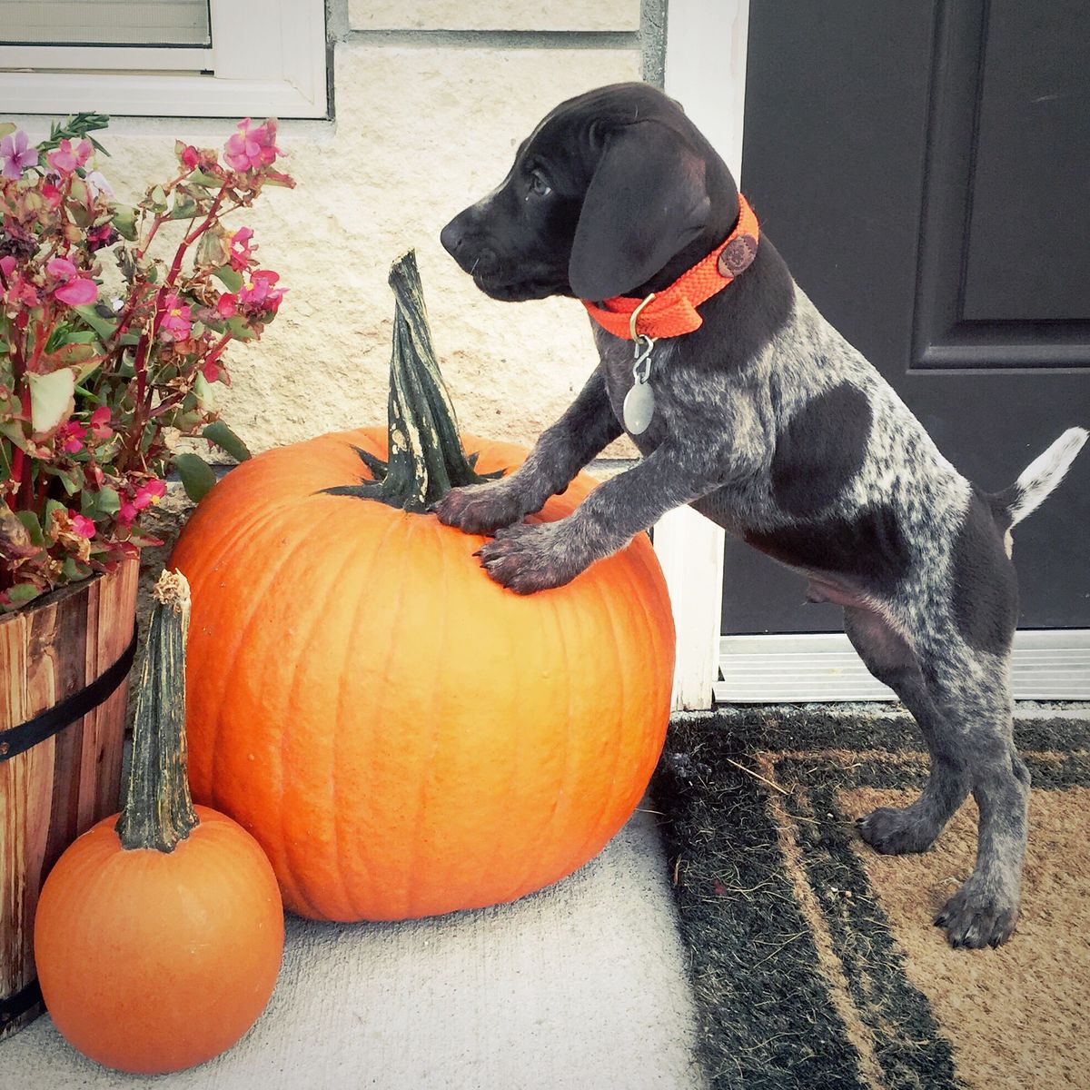 Dog with Autumn Pumpkins