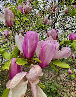 Frosted Magnolia Tree Blossoms